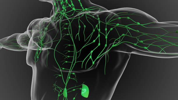 istock Lymphatic system is a network of delicate tubes throughout the body, It drains fluid 3D 1448272569