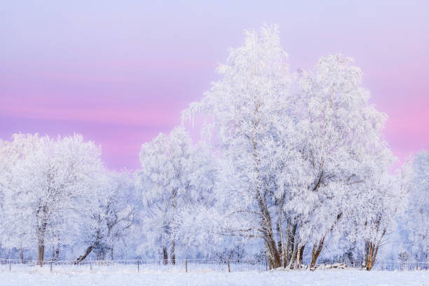 istock Tree grove with hoarfrost a cold winter evening 1448272657