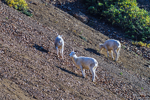 Dall sheep on a mountain slope