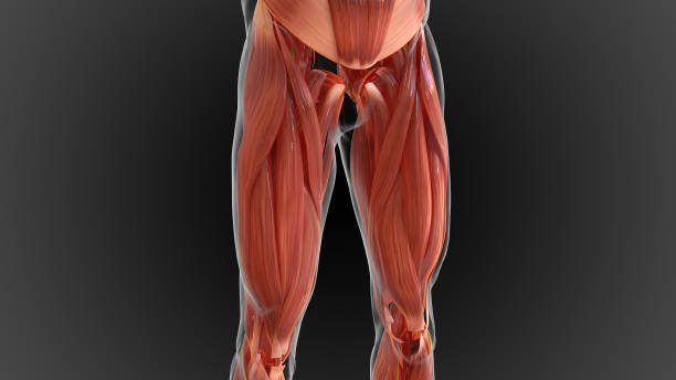 istock muscular system is an organ system responsible for providing strength 3D 1448272823