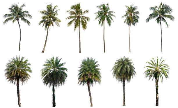 istock Set of coconut and palm trees isolated on white background, Suitable for use in architectural design, Decoration work, Used with natural articles both on print and website. 1448272882