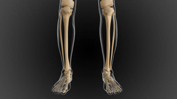 istock The bony skeleton is divided into 2 parts axial skeleton and appendicular skeleton 3D 1448273481