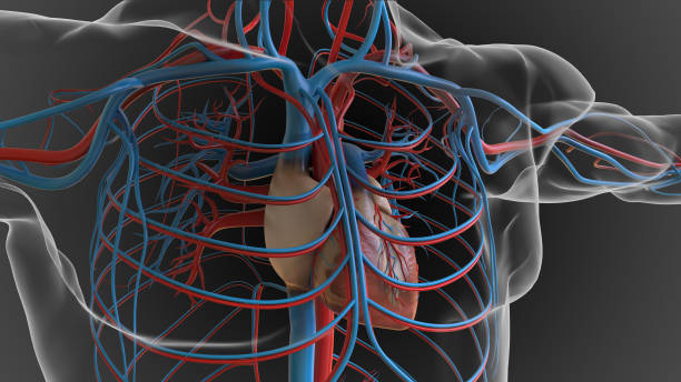 anatomía del sistema circulatorio del corazón humano para el concepto médico 3d - human heart human cardiovascular system people human vein fotografías e imágenes de stock