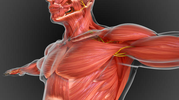 istock muscular system is an organ system responsible for providing strength 3D 1448273511