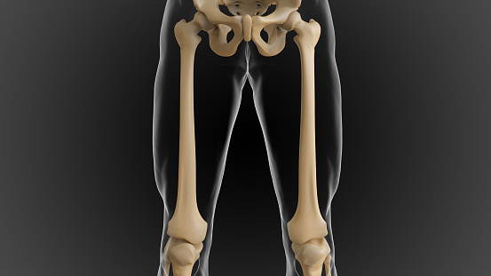 The bony skeleton is divided into 2 parts axial skeleton and appendicular skeleton 3D illustration