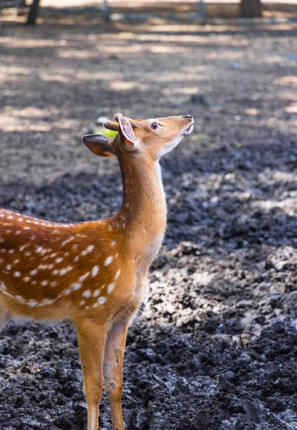 istock The Sika deer in the zoo 1448274845