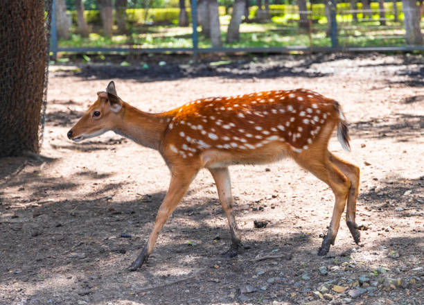 istock The Sika deer in the zoo 1448274903