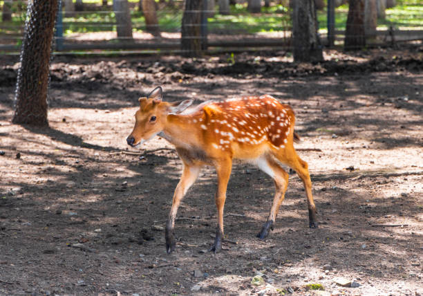 istock The Sika deer in the zoo 1448274904