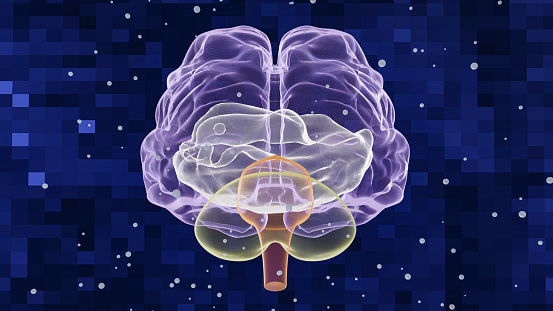 Man head showing the human brain