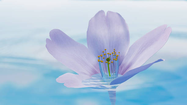 istock Cherry blossoms gently swaying on the surface of the water 1448275779