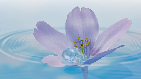 Cherry blossoms on the surface of the water reflecting the blue sky