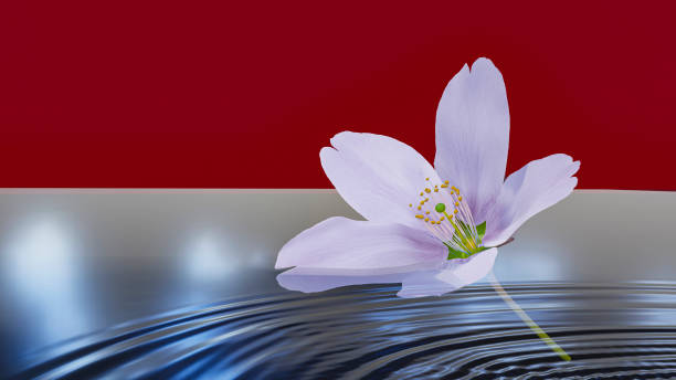 Floating on water, cherry blossoms and Japanese style red backdrop