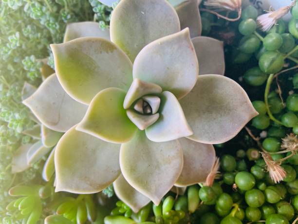 Graptoveria Succulent Close up of my Graptoveria succulent Graptoveria stock pictures, royalty-free photos & images