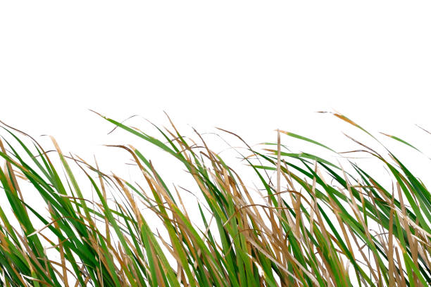 istock Long green grass and reeds isolated on white background with clipping path and copy space. 1448275946