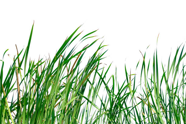 istock Long green grass and reeds isolated on white background with copy space. 1448275948