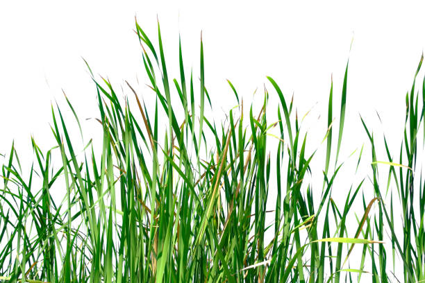 istock Long green grass and reeds isolated on white background with copy space 1448275952