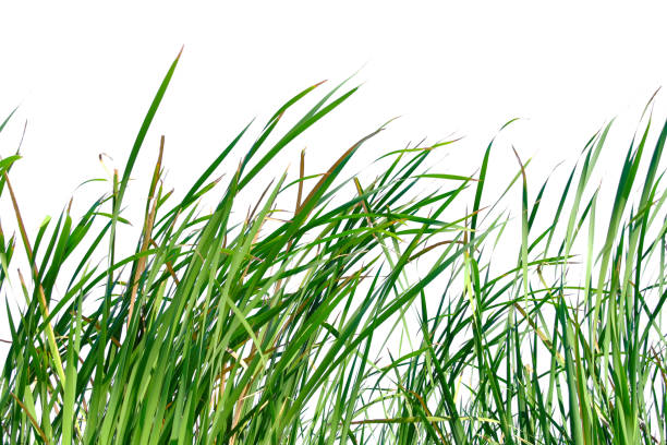 istock Long green grass and reeds isolated on white background with copy space 1448275953
