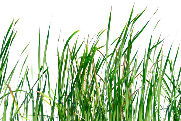 istock Long green grass and reeds isolated on white background with copy space 1448275955