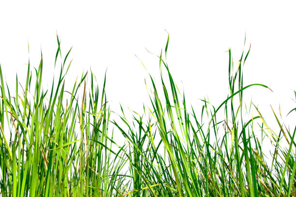 istock Long green grass and reeds isolated on white background with copy space 1448275956