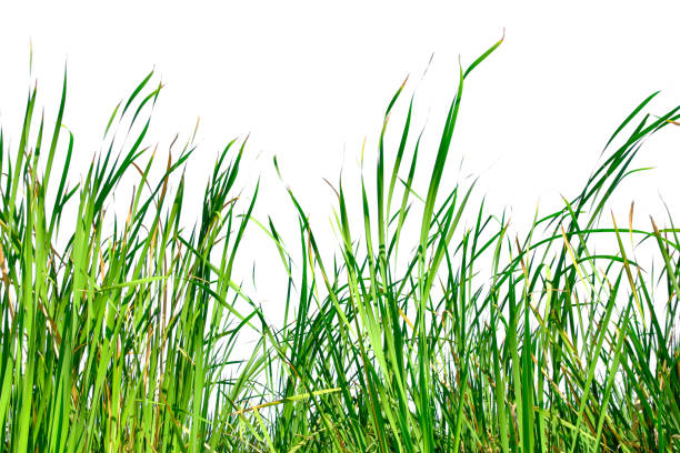 istock Long green grass and reeds isolated on white background with copy space 1448275963