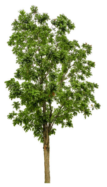 istock Beautiful tree isolated on white background. Suitable for use in architectural design or Decoration work. Used with natural articles both on print and website. 1448278209