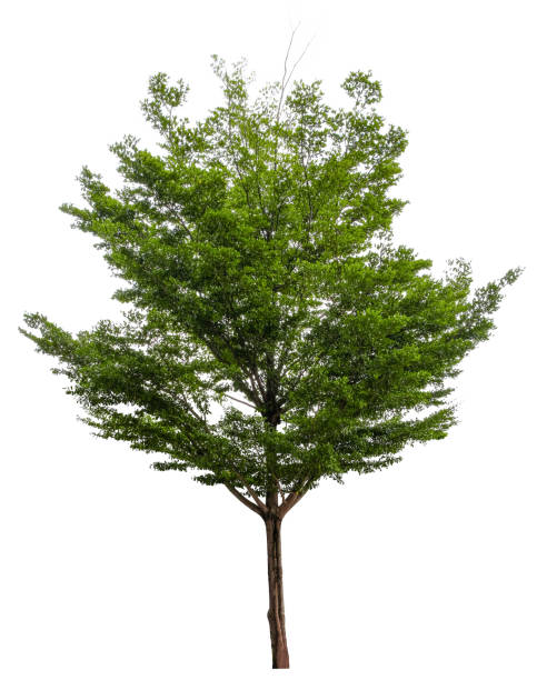 istock Beautiful tree isolated on white background. Suitable for use in architectural design or Decoration work. Used with natural articles both on print and website. 1448278233