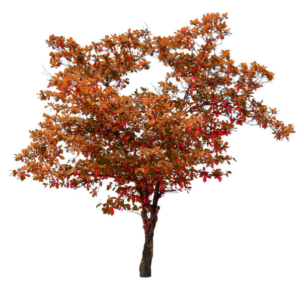 Autumn tree isolated on white background. Yellow red orange leaves. Suitable for use in architectural design or Decoration work. Used with natural articles both on print and website.