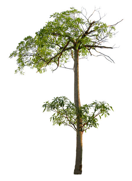 istock Beautiful tree isolated on white background. Suitable for use in architectural design or Decoration work. Used with natural articles both on print and website. 1448278255