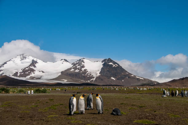 istock King Penguins on Salisbury plains 1448279416