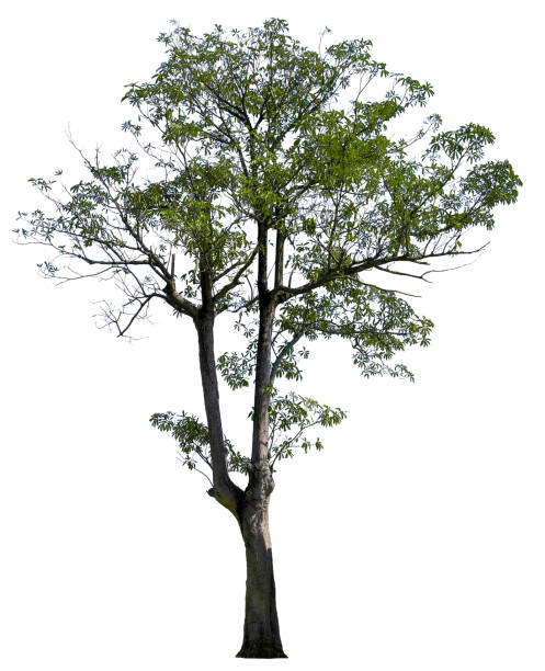 istock Beautiful tree isolated on white background. Suitable for use in architectural design or Decoration work. Used with natural articles both on print and website. 1448279903