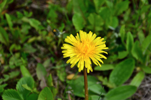 istock yellow dandelion isolated on green grass background, macro 1448280062