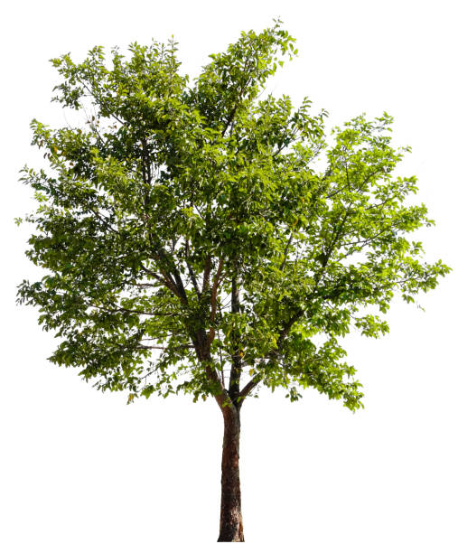 istock Beautiful tree isolated on white background. Suitable for use in architectural design or Decoration work. Used with natural articles both on print and website. 1448281171