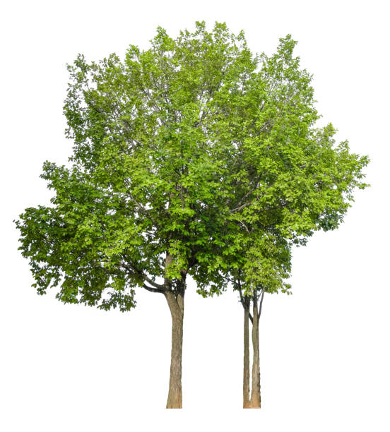 istock Beautiful tree isolated on white background. Suitable for use in architectural design or Decoration work. Used with natural articles both on print and website. 1448281213