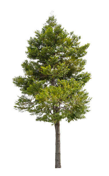 istock Beautiful tree isolated on white background. Suitable for use in architectural design or Decoration work. Used with natural articles both on print and website. 1448281474