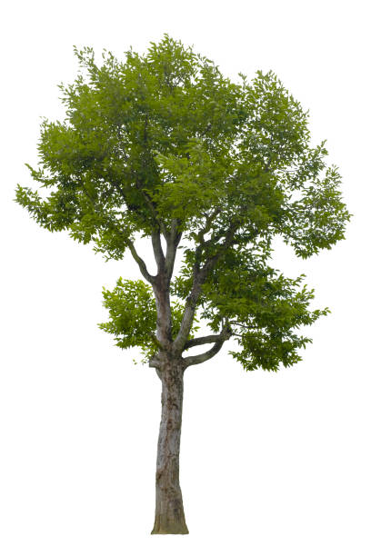 istock Beautiful tree isolated on white background. Suitable for use in architectural design or Decoration work. Used with natural articles both on print and website. 1448281492