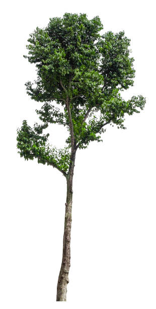 istock Tree isolated on white background. Suitable for use in architectural design or Decoration work. Used with natural articles both on print and website. 1448281527