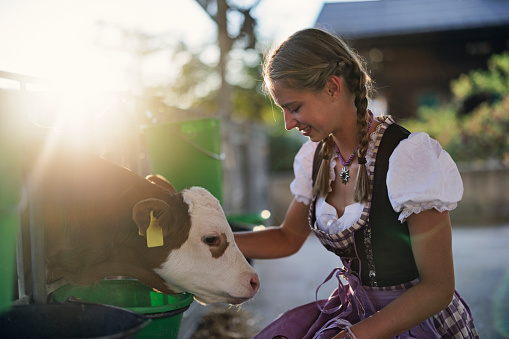 Teenage girl wearing Austrian and south German traditional dress - Dirndl.\nThe girl is petting a cute calf. Idyllic sunset at  the the Austrian farm.\nSunny summer day.\nCanon R5