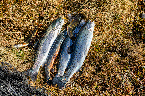 Freshly caught fish lying in the grass