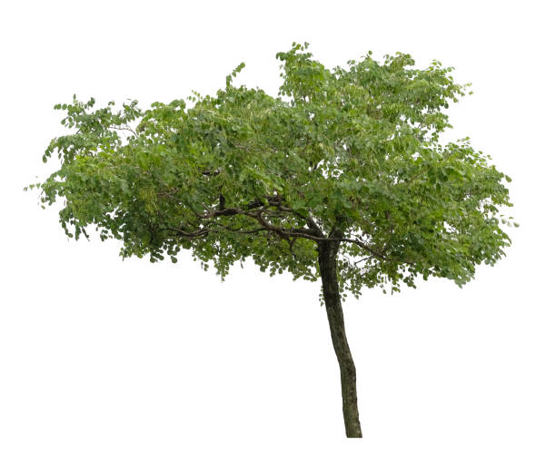 istock Beautiful tree isolated on white background. Suitable for use in architectural design or Decoration work. 1448282367