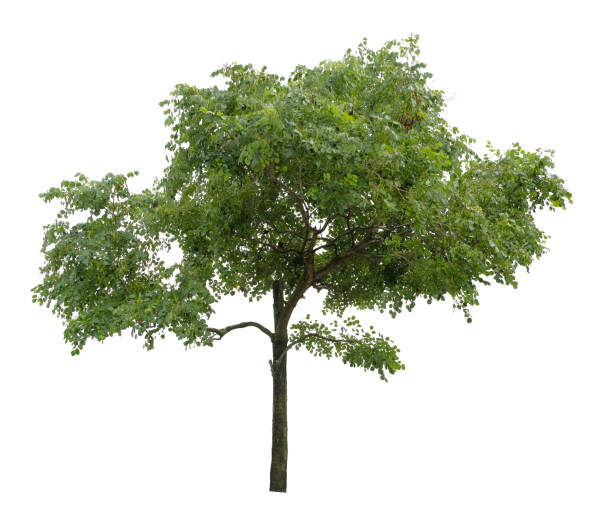 istock Beautiful tree isolated on white background. Suitable for use in architectural design or Decoration work. 1448282372
