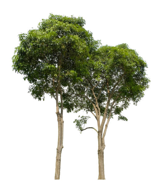 istock Beautiful tree isolated on white background. Suitable for use in architectural design or Decoration work. 1448282406