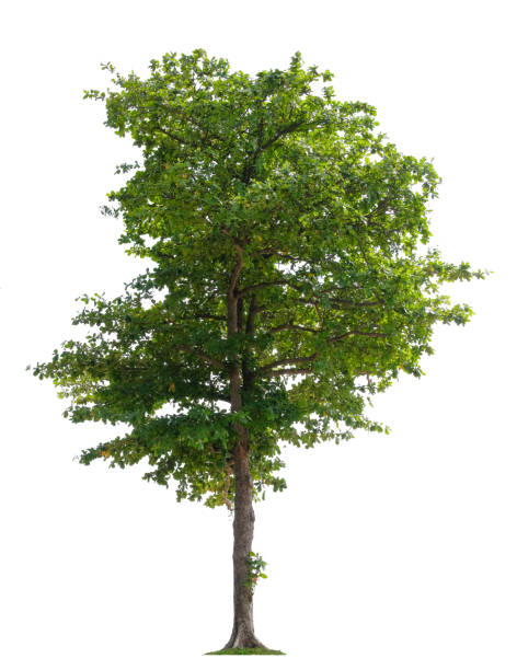 istock Beautiful tree isolated on white background. Suitable for use in architectural design or Decoration work. 1448282408