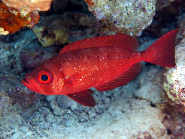 istock red sea fish and coral reef 1448283835