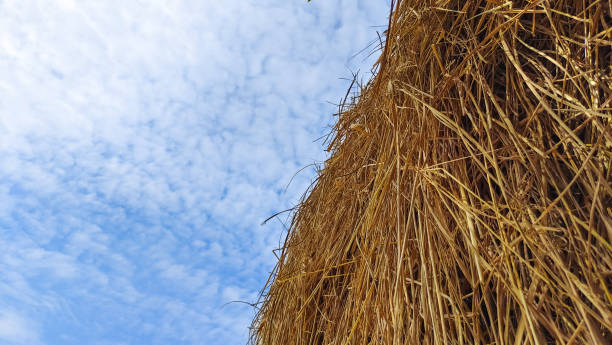 istock Paddy stalk stored at open place for feeding cows and horses 1448285952
