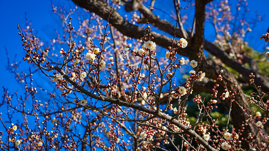 Yaeno plums in a sunny plum grove at Kyodonomori Park in Fuchu, Tokyo on a sunny day in February 2022