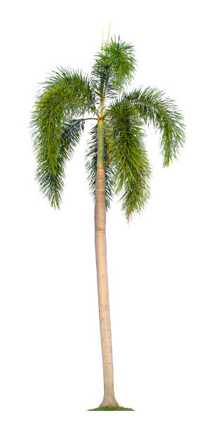 istock Beautiful coconut palm tree isolated on white background. Suitable for use in architectural design or Decoration work. 1448287590