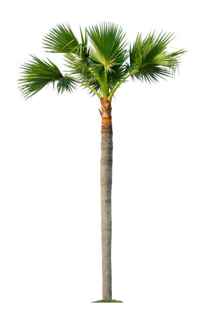 istock Beautiful coconut palm tree isolated on white background. Suitable for use in architectural design or Decoration work. 1448287591