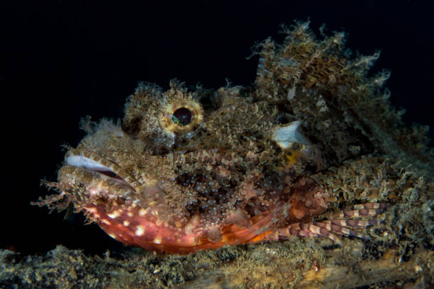 istock Beautiful scorpionfish camouflaging with its environment on coral reef 1448288339