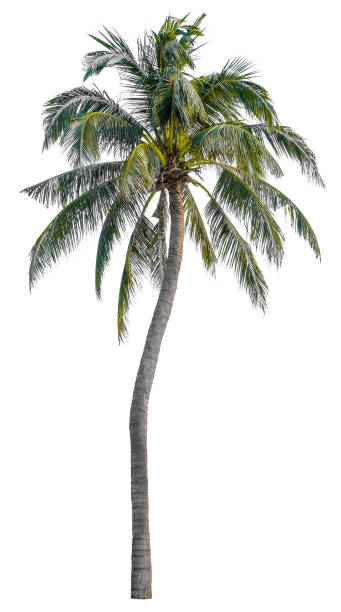 istock Beautiful palm tree isolated on white background. Suitable for use in architectural design or Decoration work. 1448288473