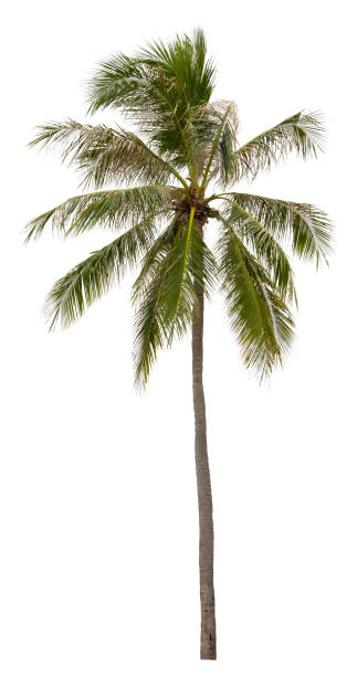 istock Beautiful coconut tree isolated on white background. Suitable for use in architectural design or Decoration work. 1448288506